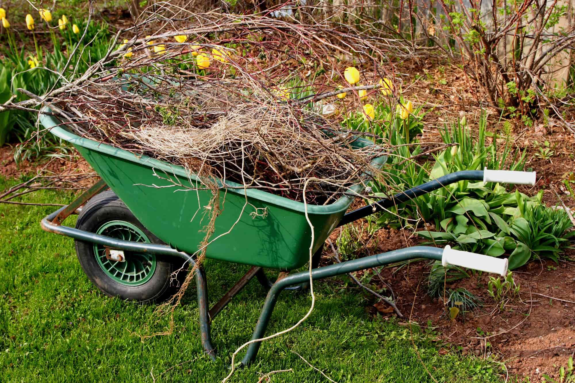 Yard Cleanup