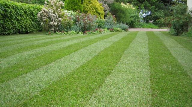 Healthy green grass close-up